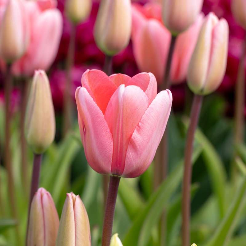 Tulipan 'Pink Impression'
